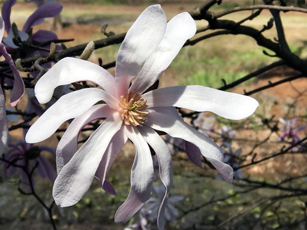 Flower at Glencairn Garden