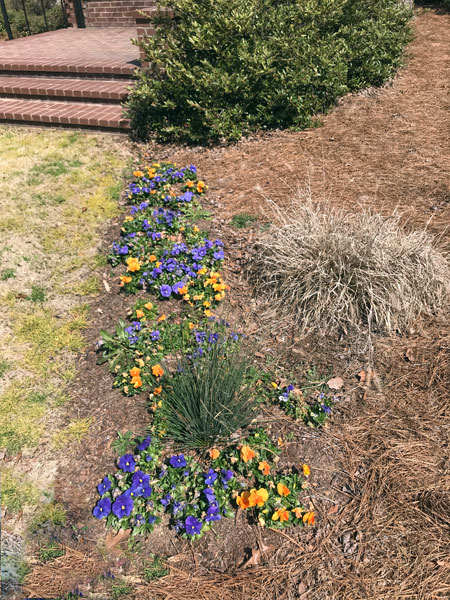 Flowers at Glencairn Garden