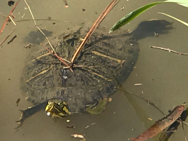 turtle at Glencairn Garden