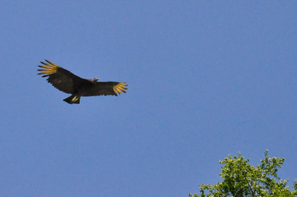 a big bird flying overhead