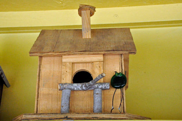 bird house and frog