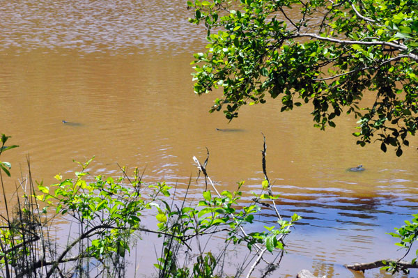 Lots of Turtles in Lake Crandall