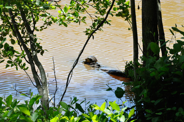 Turtle in Lake Crandall