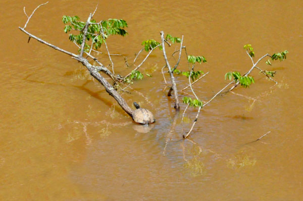 Turtle in Lake Crandall