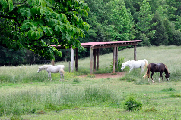 horses at Anne Springs Close Greenway