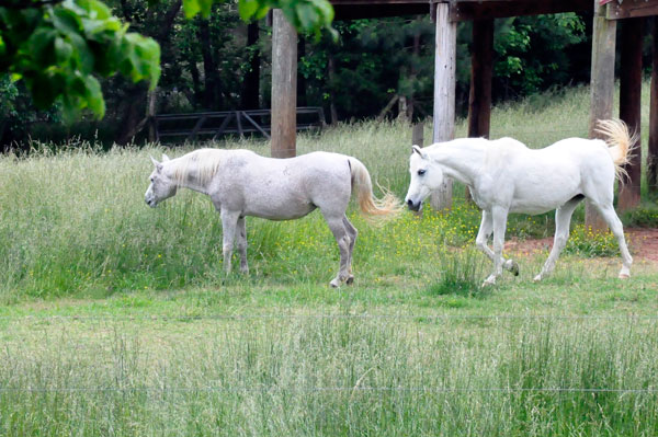 horses at Anne Springs Close Greenway