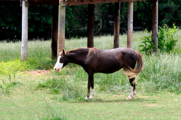 horse at Anne Springs Close Greenway