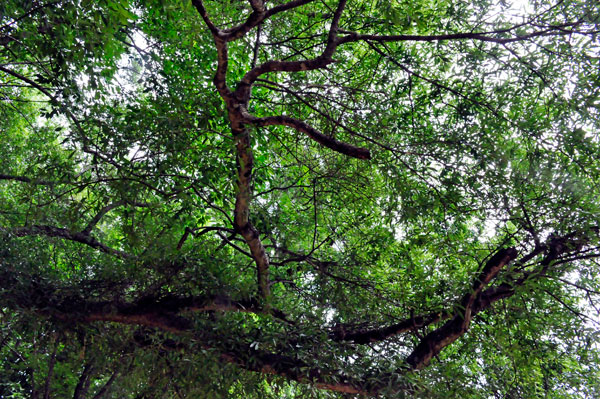 tree shapes