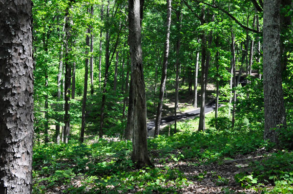 Kings Mountain Military Park trail