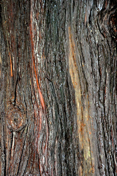 bark of the tree