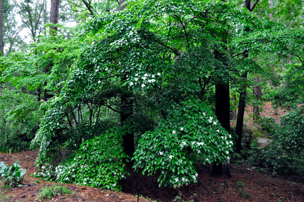 tree with flowers