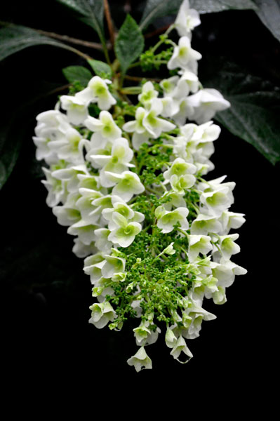 Oakleaf Hydrangea 