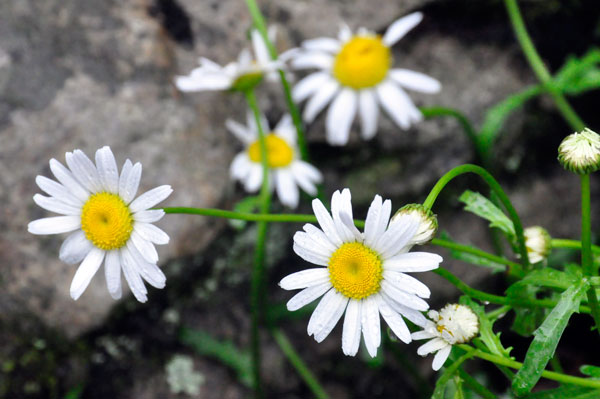 daisies