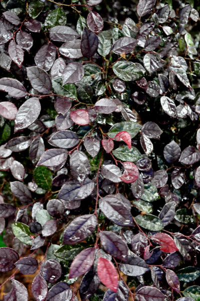 The Purple Diamond Loiopetalum bush 