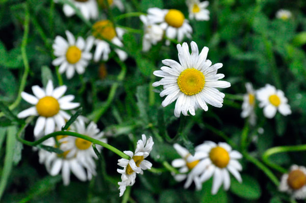 daisies