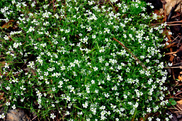 flower bush