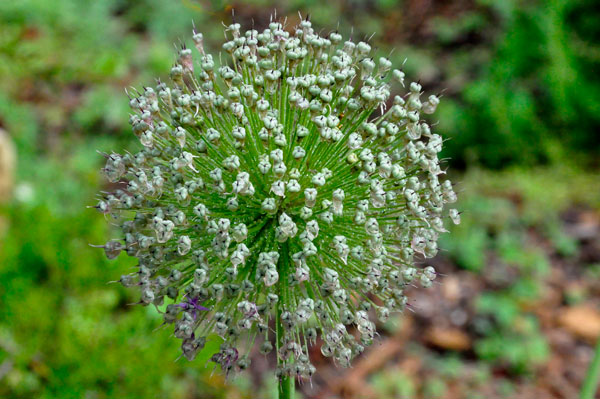 flower ball