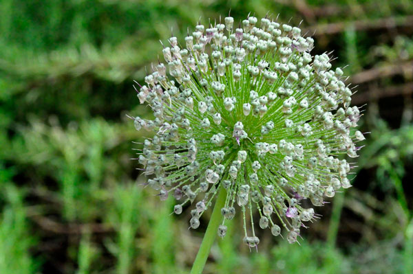 flower ball