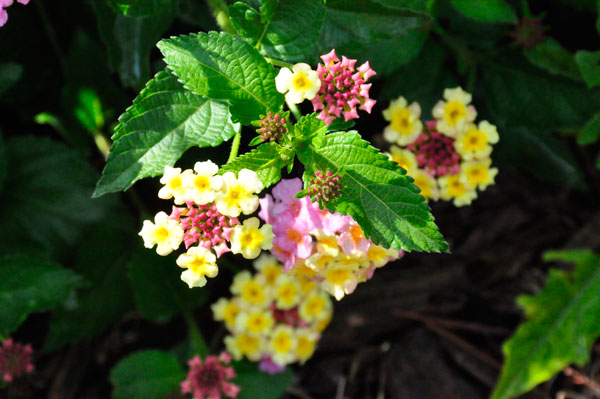 flowers