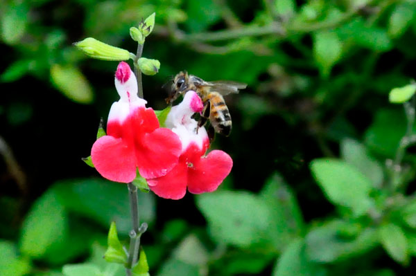 flower and a bee