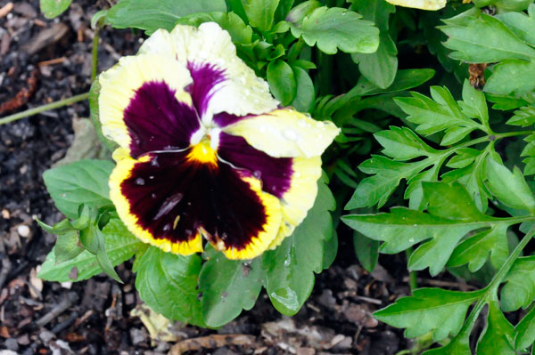 pansy