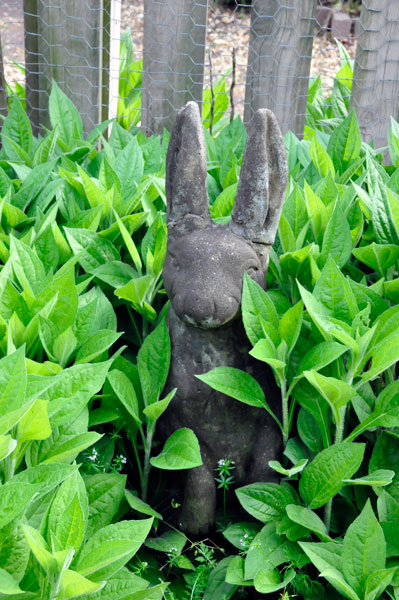 Peter Rabbit Garden