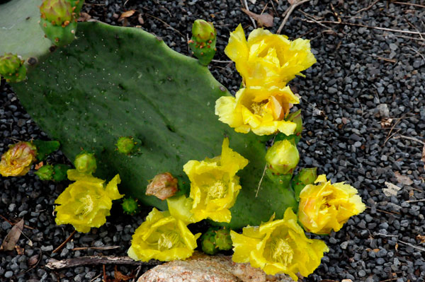 cactus flowers