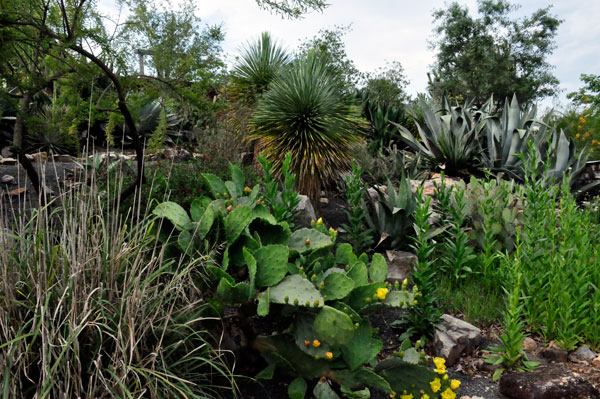 cactus flowers