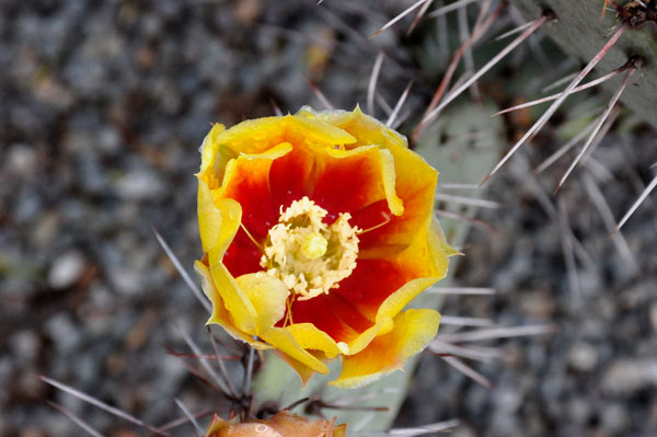 cactus flower