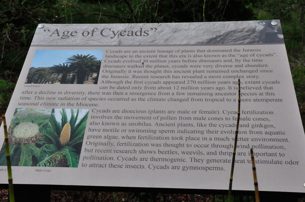 sign - Age of Cycads