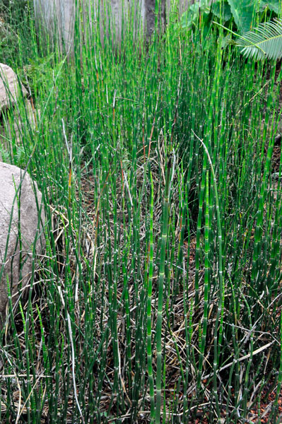 asparagus field