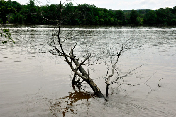 twigs and trees in the river