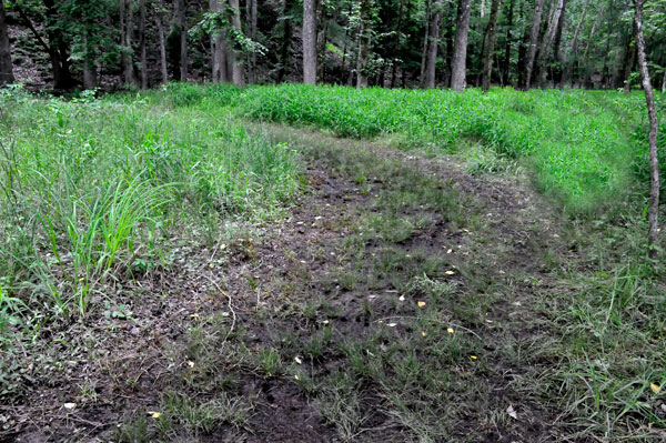 trail path on Three Rivers Trail