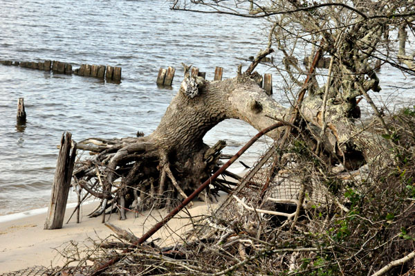 water trees