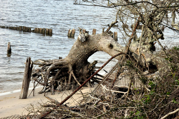 water trees