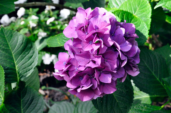 flower at The Elizabethan Gardens  in NC