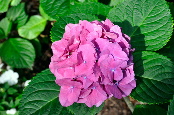 flower at The Elizabethan Gardens  in NC