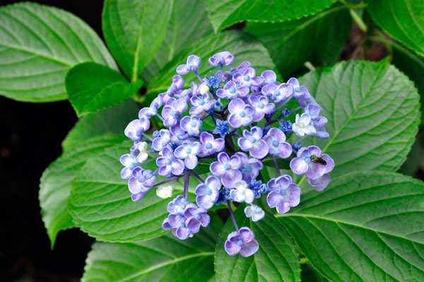 flower at The Elizabethan Gardens  in NC