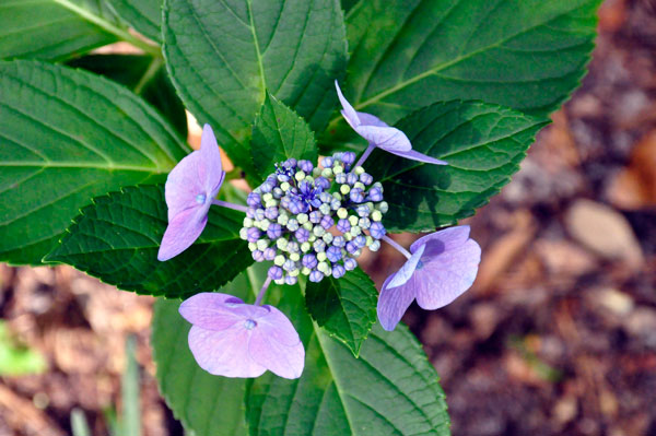 flower at The Elizabethan Gardens  in NC
