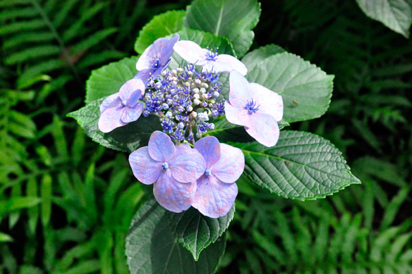 flower at The Elizabethan Gardens  in NC