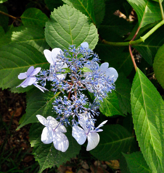 flower at The Elizabethan Gardens  in NC