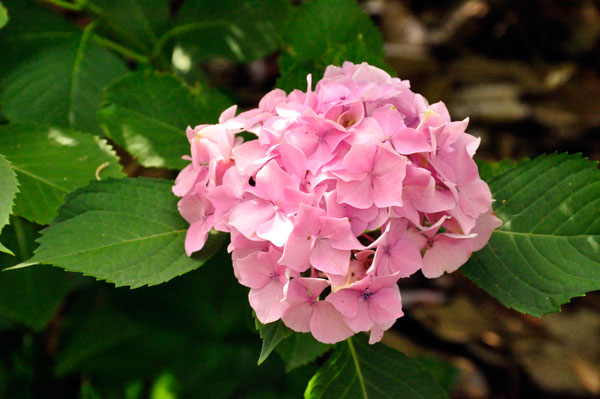 flower at The Elizabethan Gardens  in NC