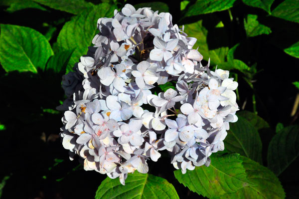 flower at The Elizabethan Gardens  in NC