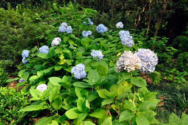 flowers at The Elizabethan Gardens in NC