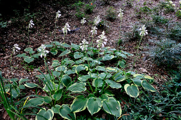 flowers at The Elizabethan Gardens  in NC