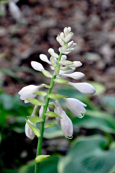 flower at The Elizabethan Gardens  in NC