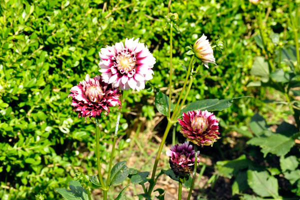 flowers at The Elizabethan Gardens  in NC