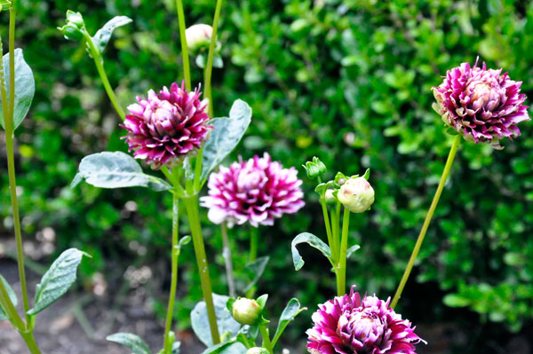 flowers at The Elizabethan Gardens  in NC