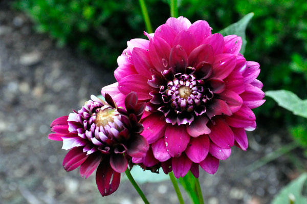 flower at The Elizabethan Gardens  in NC