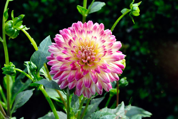 flower at The Elizabethan Gardens  in NC